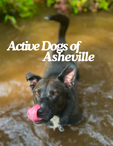 Active Dogs of Asheville place picture