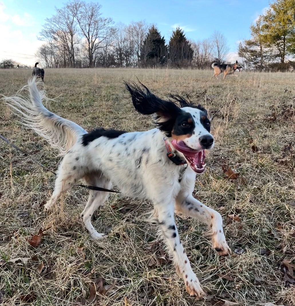 Immersive dog training