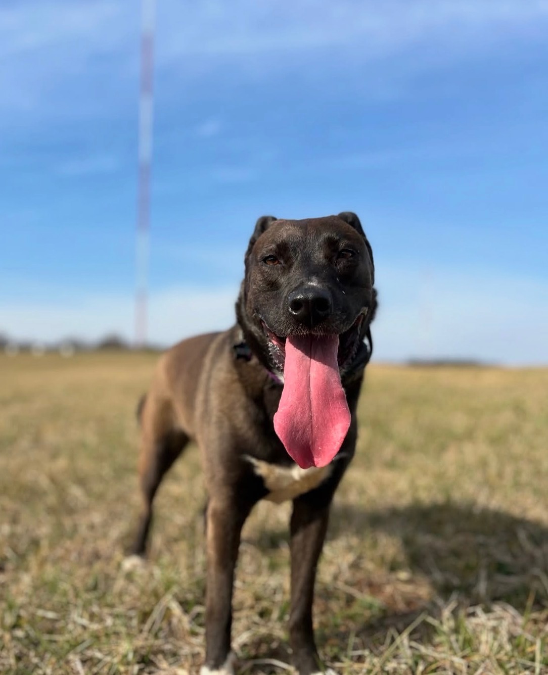 Private dog training