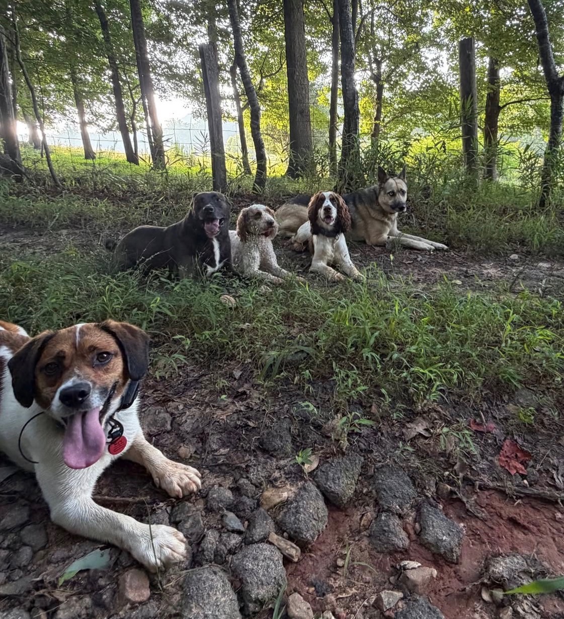 Dog training in Asheville