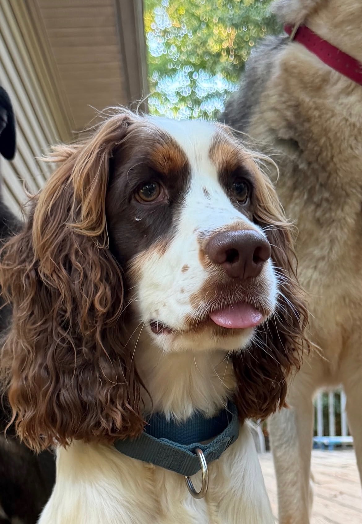 Dog training in real life