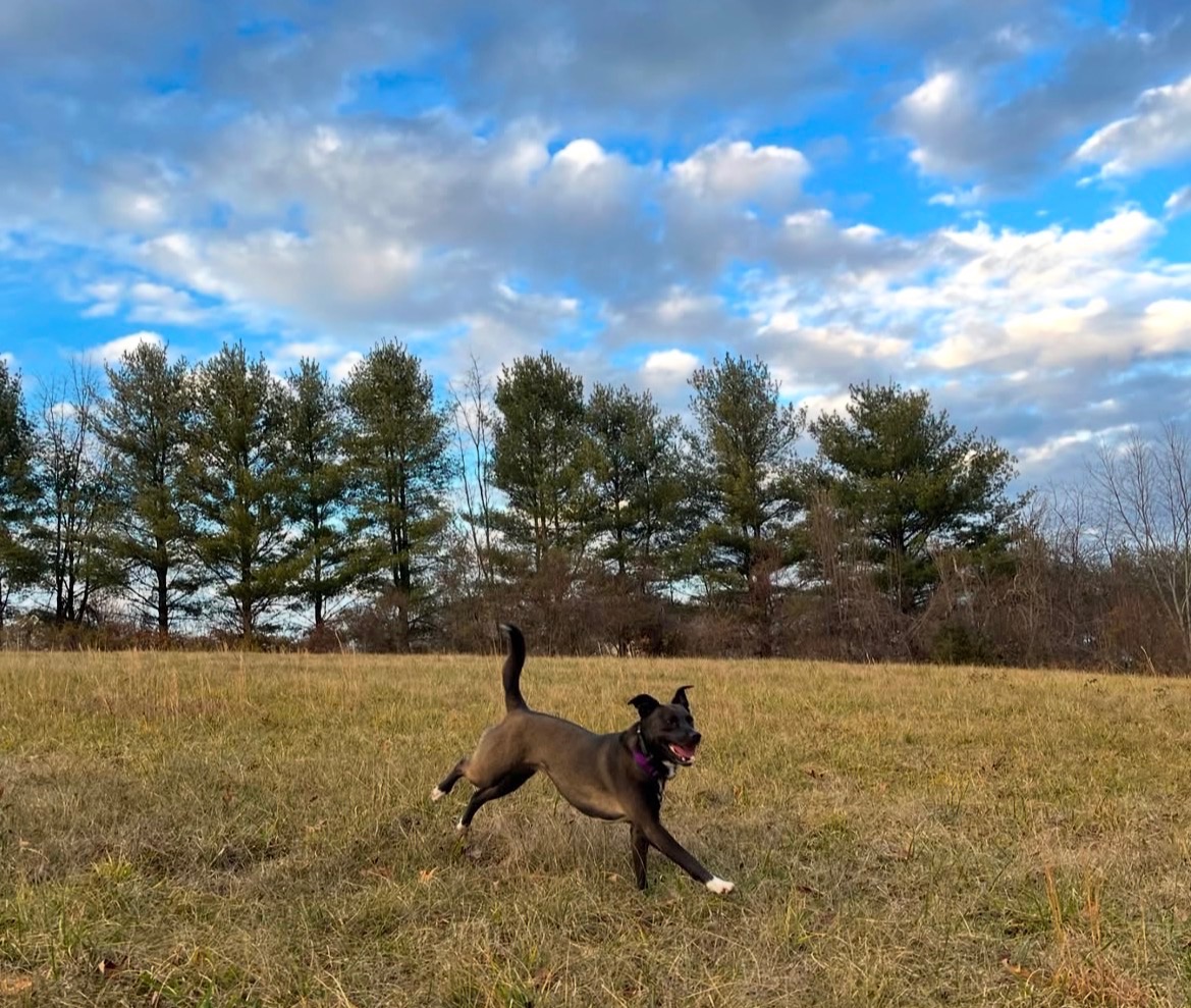 Real life dog training