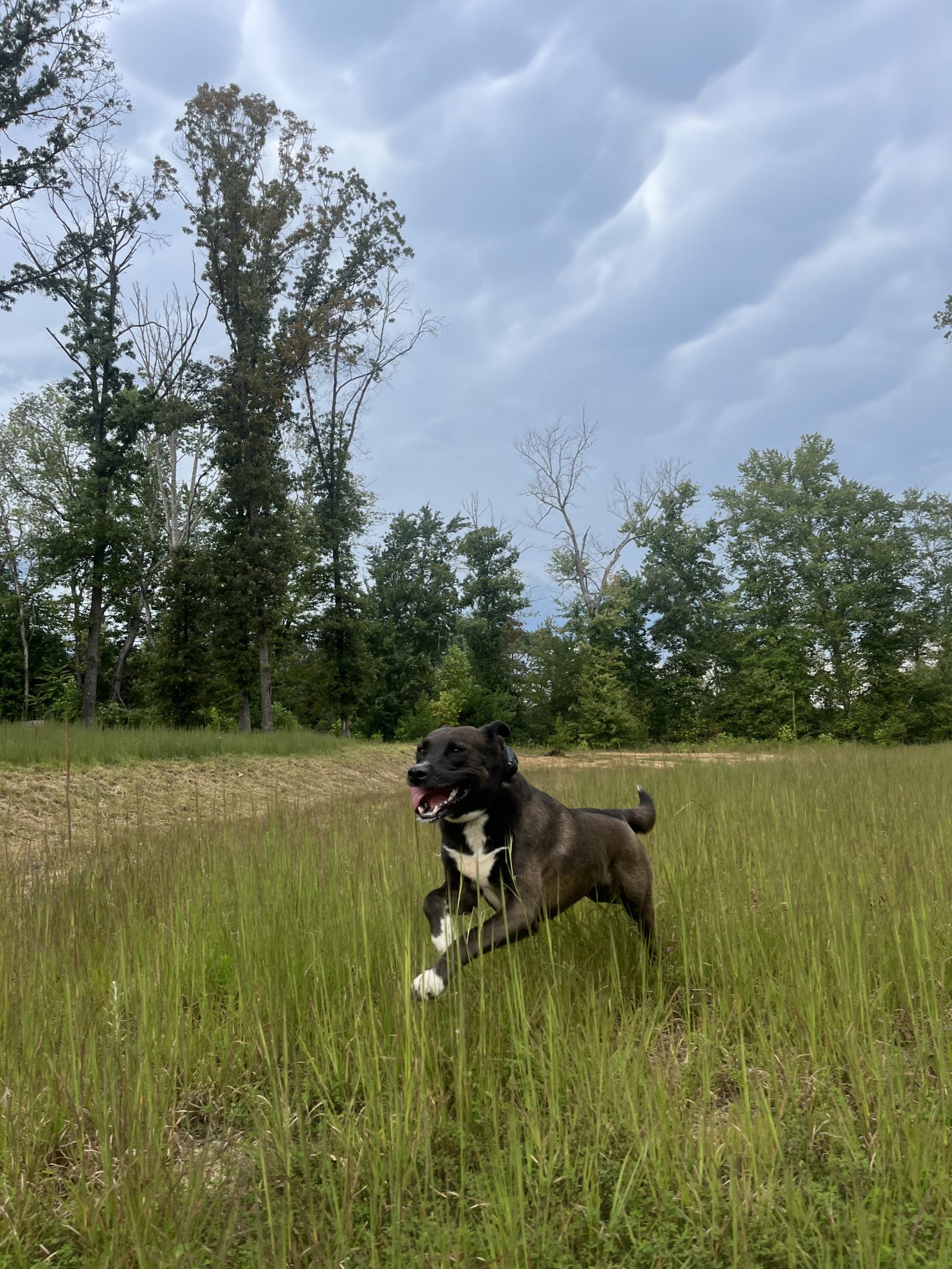 Dog training lesson