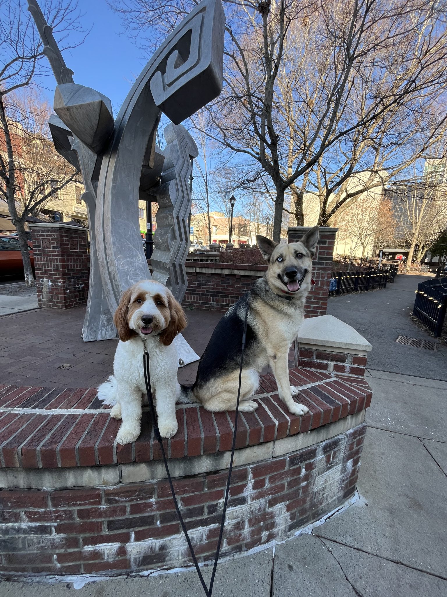 Dog training program