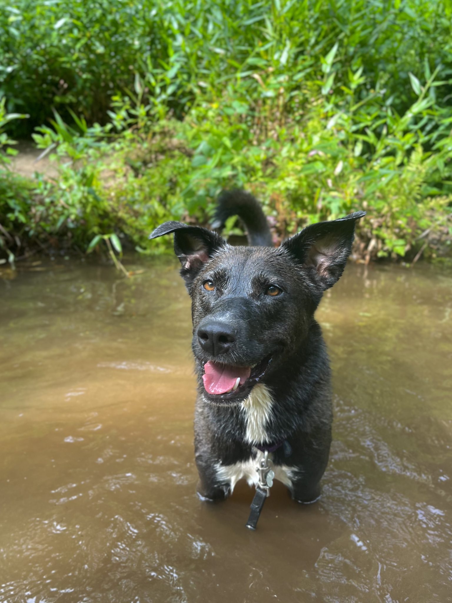 Dog training for real life