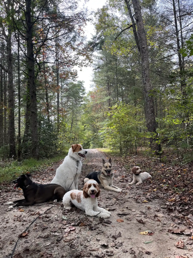 Active Dogs of Asheville trainer working with a dog